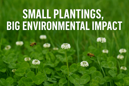 Small Plantings, Big Environmental Impact: Why Fixation Balansa Clover Matters