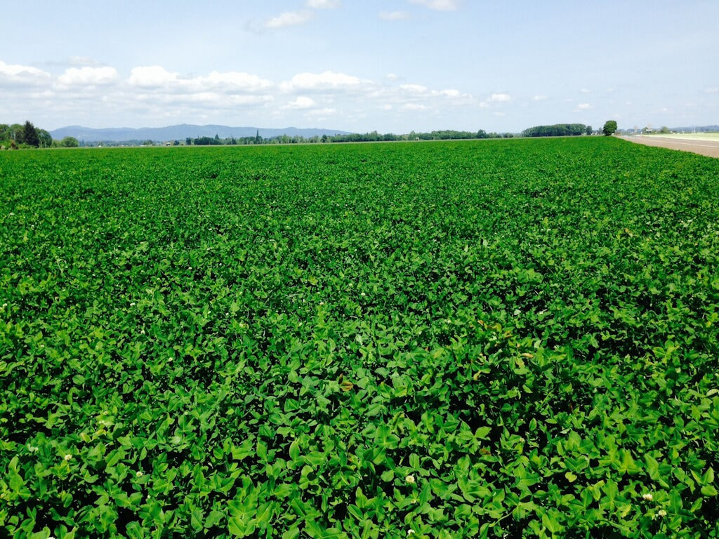 Beekeeper's Blossom Premium Clover Seed Mixture for Bee Nutrition and Hive Health