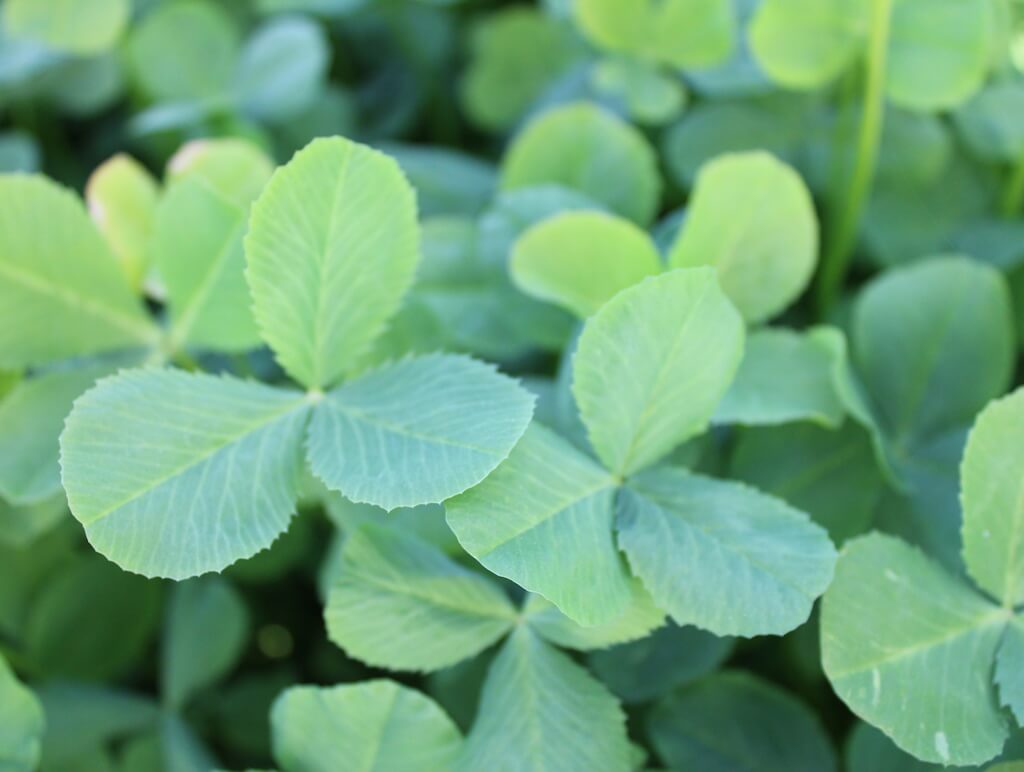 Beekeeper's Blossom Premium Clover Seed Mixture for Bee Nutrition and Hive Health