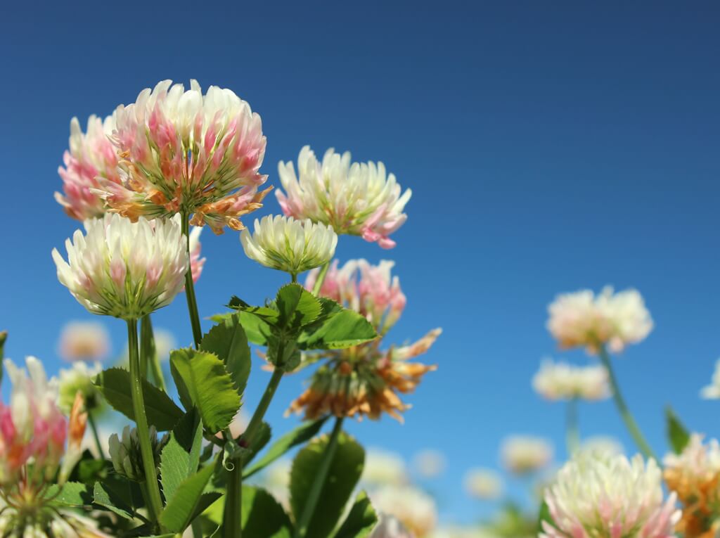 Beekeeper's Blossom Premium Clover Seed Mixture for Bee Nutrition and Hive Health