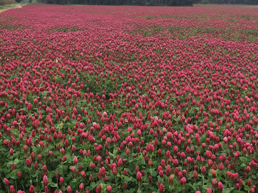 Beekeeper's Blossom Premium Clover Seed Mixture for Bee Nutrition and Hive Health