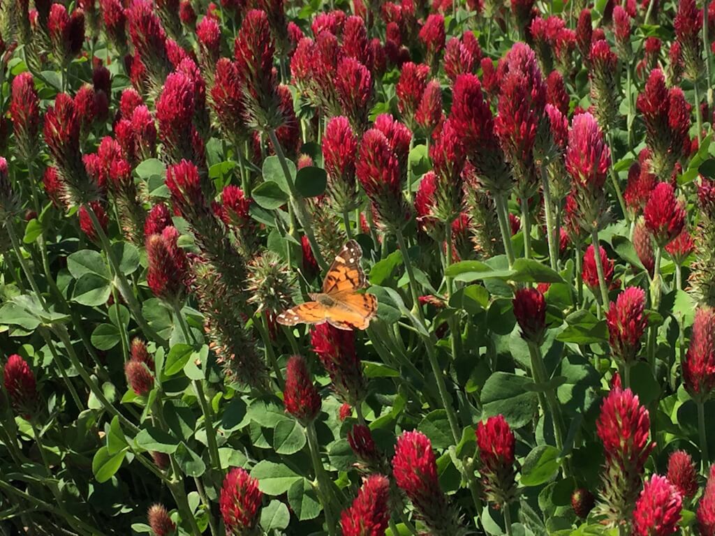 Beekeeper's Blossom Premium Clover Seed Mixture for Bee Nutrition and Hive Health