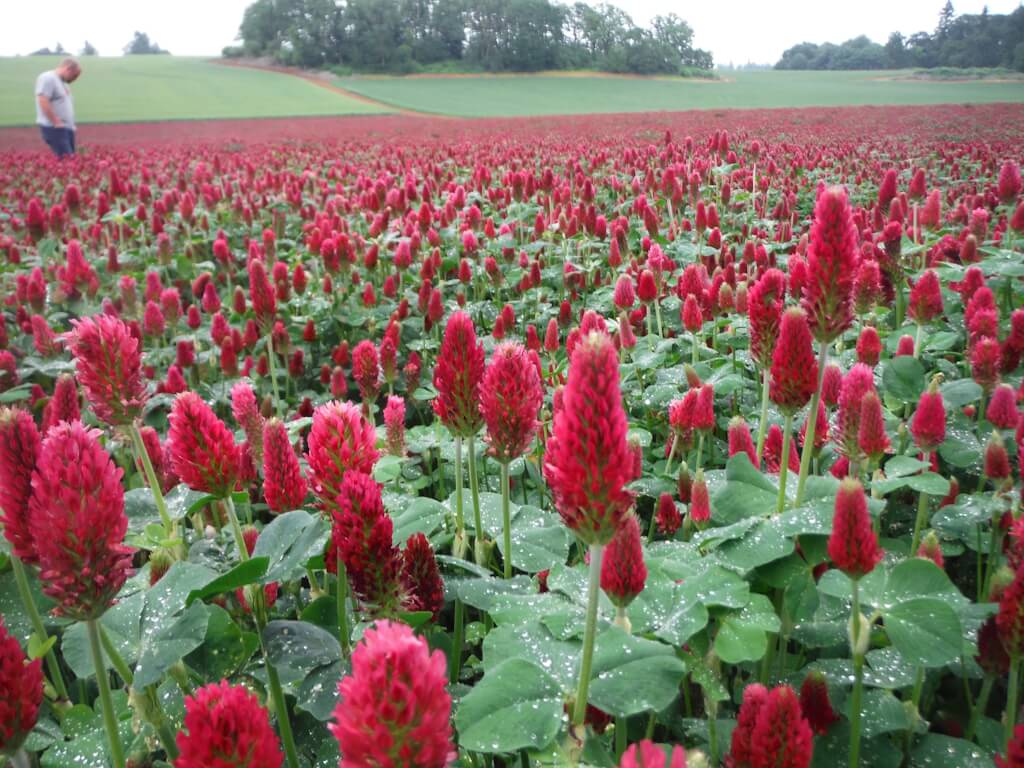 Beekeeper's Blossom Premium Clover Seed Mixture for Bee Nutrition and Hive Health