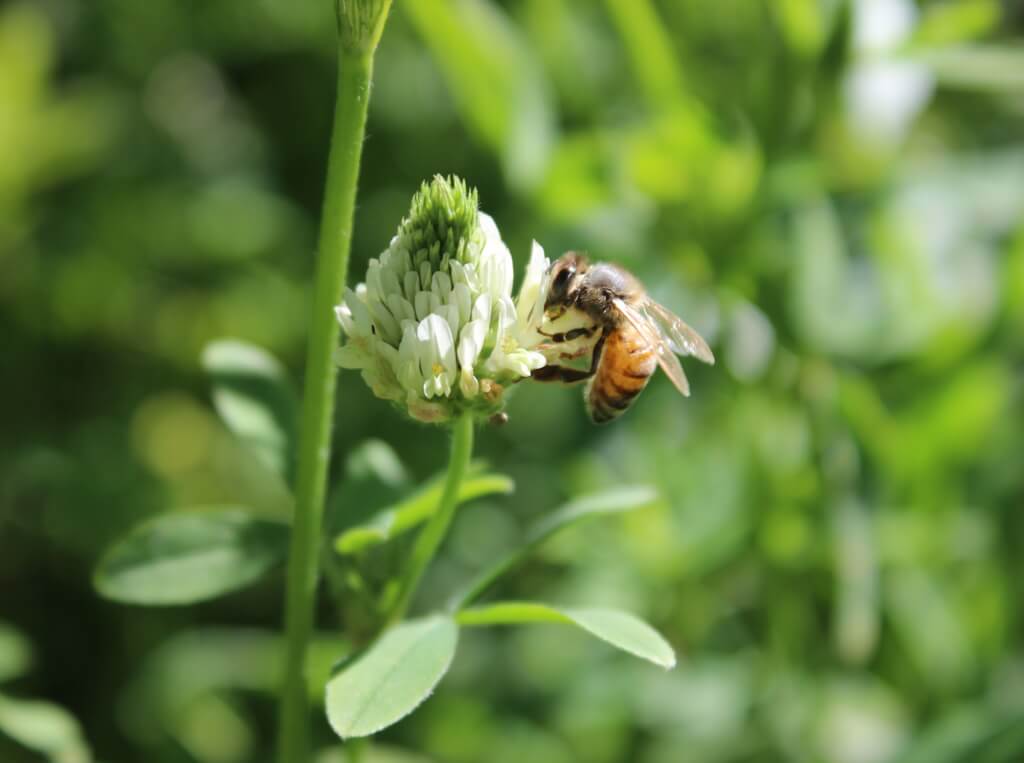 Beekeeper's Blossom Premium Clover Seed Mixture for Bee Nutrition and Hive Health