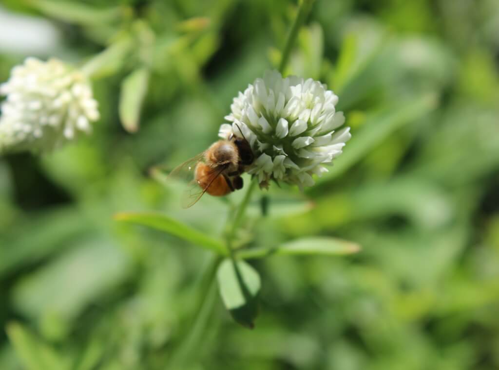 Beekeeper's Blossom Premium Clover Seed Mixture for Bee Nutrition and Hive Health