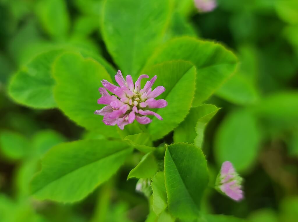 Beekeeper's Blossom Premium Clover Seed Mixture for Bee Nutrition and Hive Health