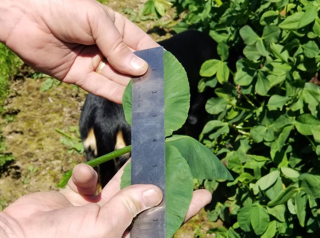 Beekeeper's Blossom Premium Clover Seed Mixture for Bee Nutrition and Hive Health