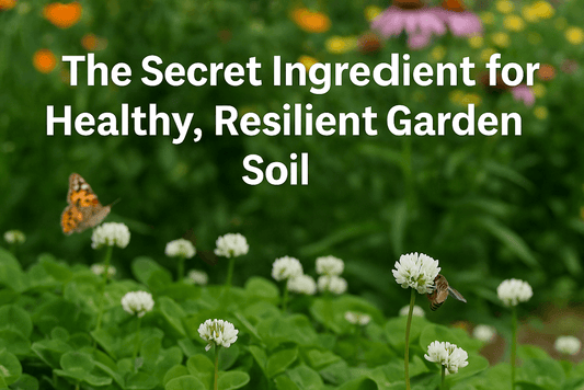 Why Clover is the Secret Ingredient for Healthy, Resilient Garden Soil