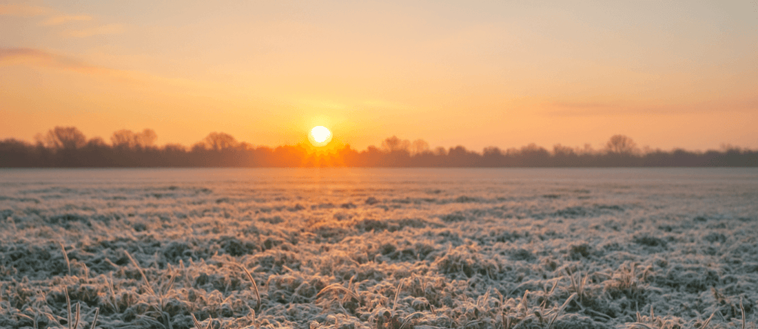 The Complete Guide to Frost Seeding Clover (And Why It Works So Well)