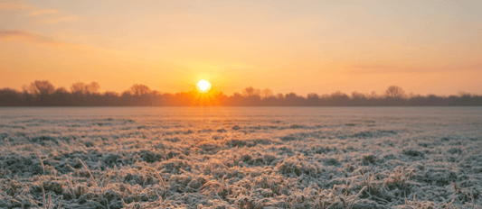 The Complete Guide to Frost Seeding Clover (And Why It Works So Well)