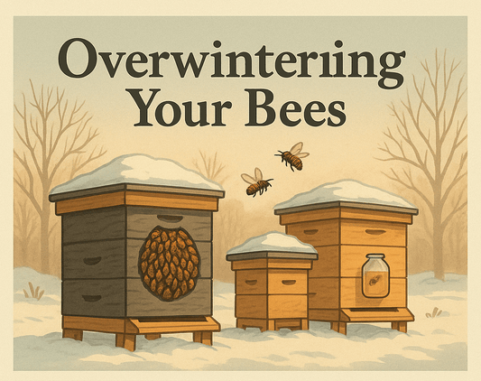 Overwintering Your Bees: How You Can Make a Real Difference for Pollinators