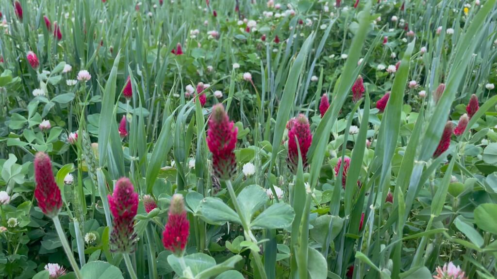 Beekeeper's Blossom Premium Clover Seed Mixture for Bee Nutrition and Hive Health