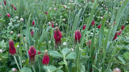Beekeeper's Blossom Premium Clover Seed Mixture for Bee Nutrition and Hive Health