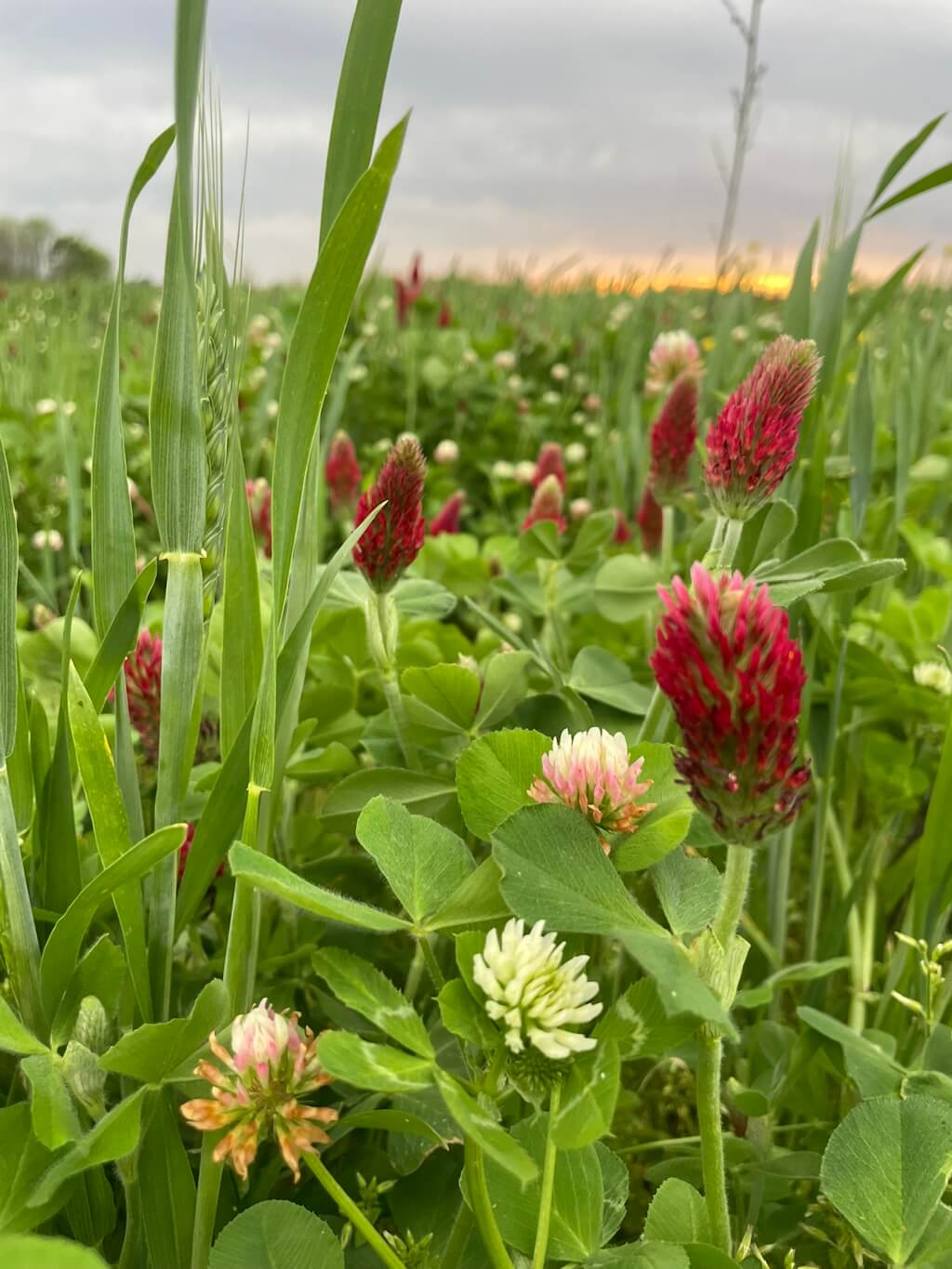 Beekeeper's Blossom Premium Clover Seed Mixture for Bee Nutrition and Hive Health