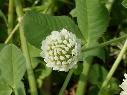 Cluck and Clover Premium Forage Seed Mixture for Feeding and Growing Chickens
