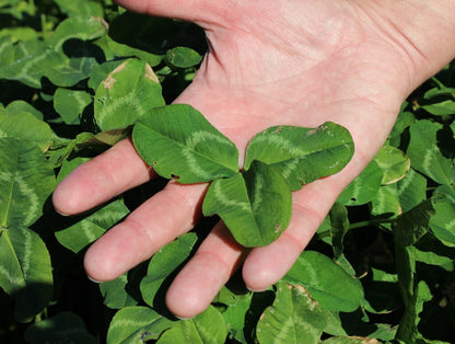 Cluck and Clover Premium Forage Seed Mixture for Feeding and Growing Chickens