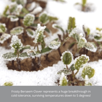 frosty berseem clover