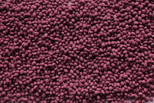 frosty berseem clover seed