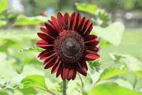 MEADOW MAGIC Annual Premium Wildflower Seed Mix