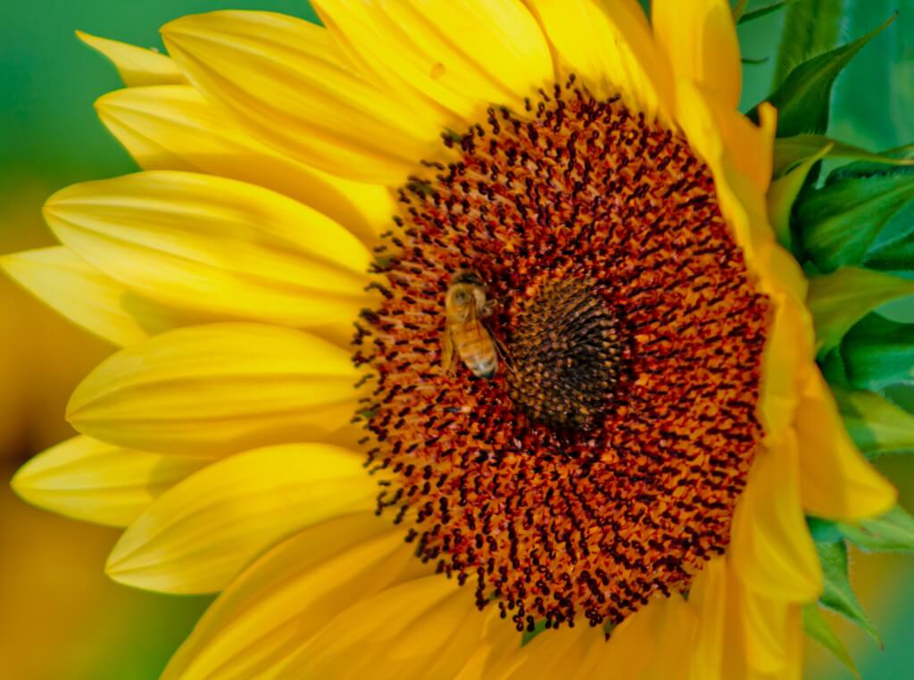 MEADOW MAGIC Annual Premium Wildflower Seed Mix