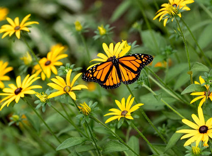 MEADOW MAGIC Annual Premium Wildflower Seed Mix