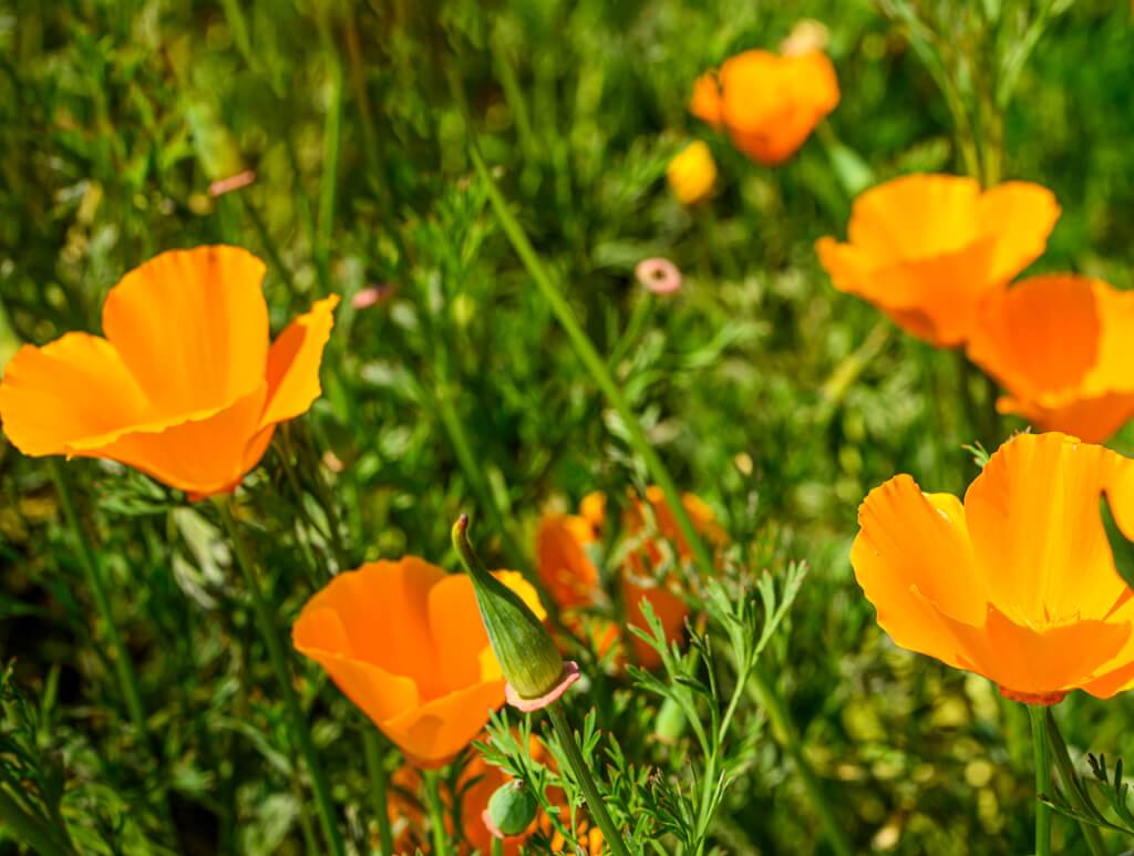 MEADOW MAGIC Annual Premium Wildflower Seed Mix