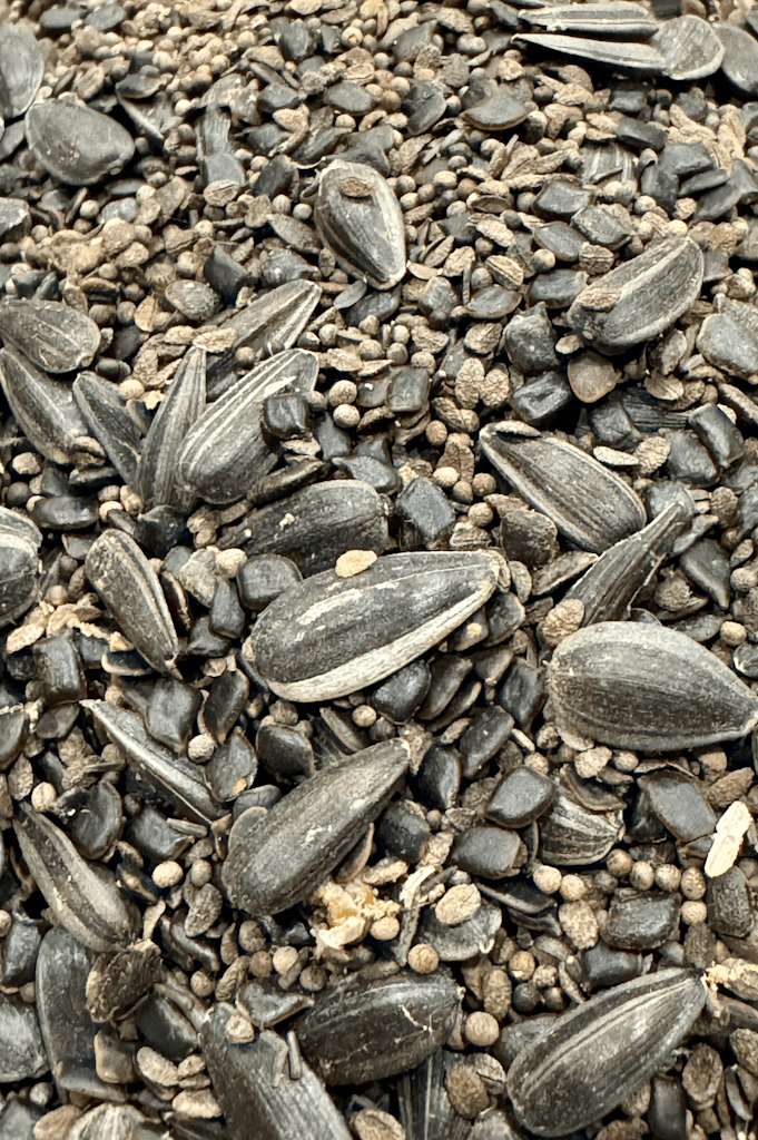 MEADOW MAGIC Annual Premium Wildflower Seed Mix