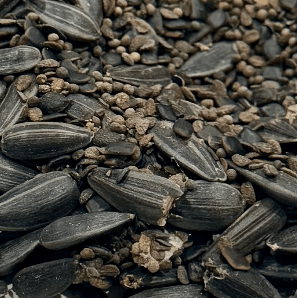 MEADOW MAGIC Annual Premium Wildflower Seed Mix