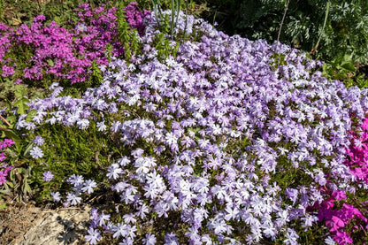 MEADOW MAGIC Annual Premium Wildflower Seed Mix