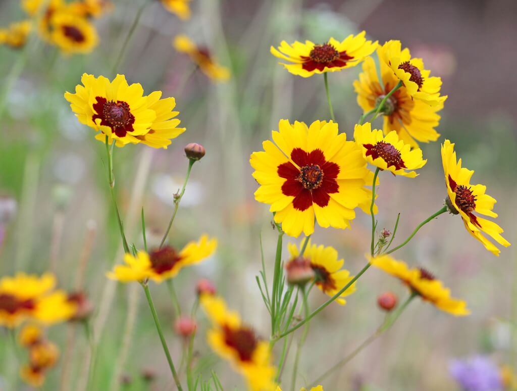 MEADOW MAGIC Annual Premium Wildflower Seed Mix