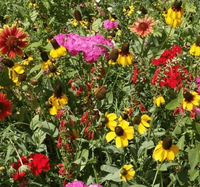 WILDFLOWER WONDER Native Perennial Pollinator Premium Wildflower Seed Mix - 8 oz seed pack