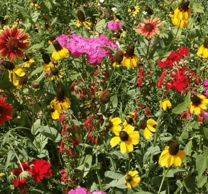 WILDFLOWER WONDER Native Perennial Pollinator Premium Wildflower Seed Mix - 8 oz seed pack