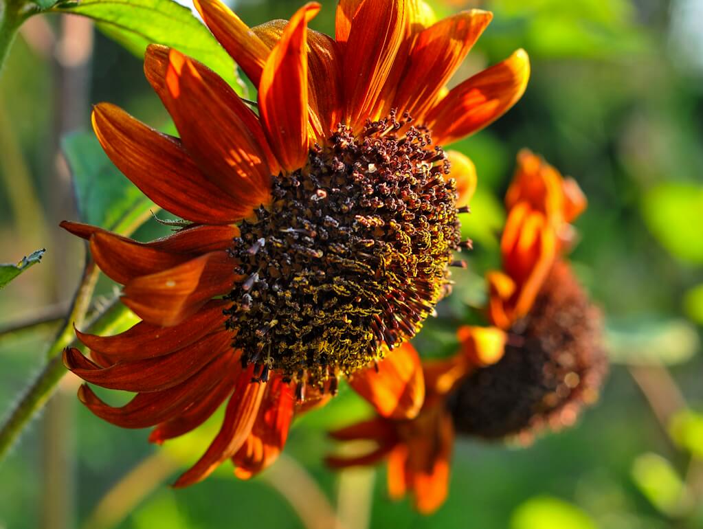 WILDFLOWER WONDER Native Perennial Pollinator Premium Wildflower Seed Mix - 8 oz seed pack