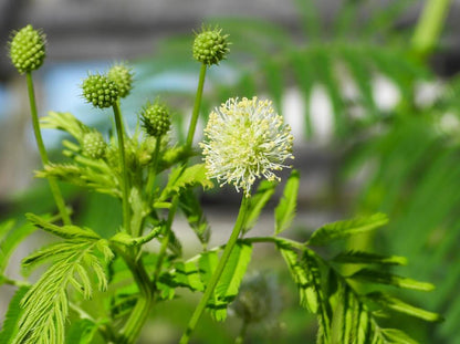 WILDFLOWER WONDER Native Perennial Pollinator Premium Wildflower Seed Mix - 8 oz seed pack