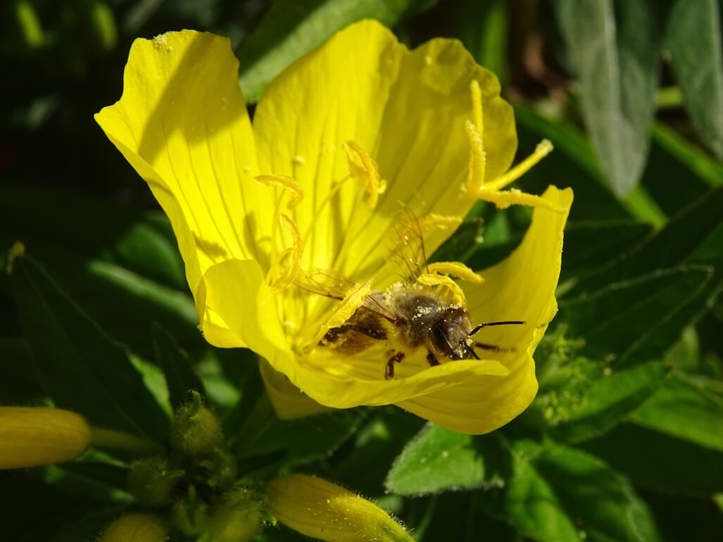 WILDFLOWER WONDER Native Perennial Pollinator Premium Wildflower Seed Mix - 8 oz seed pack