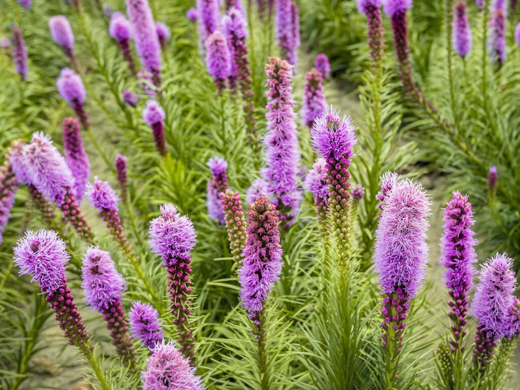 WILDFLOWER WONDER Native Perennial Pollinator Premium Wildflower Seed Mix - 8 oz seed pack