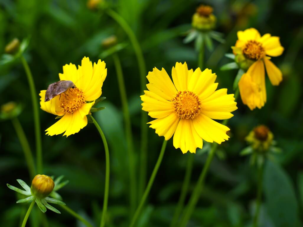 WILDFLOWER WONDER Native Perennial Pollinator Premium Wildflower Seed Mix - 8 oz seed pack