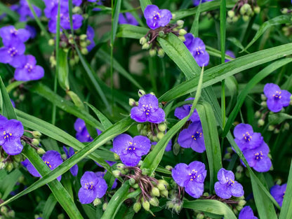 WILDFLOWER WONDER Native Perennial Pollinator Premium Wildflower Seed Mix - 8 oz seed pack
