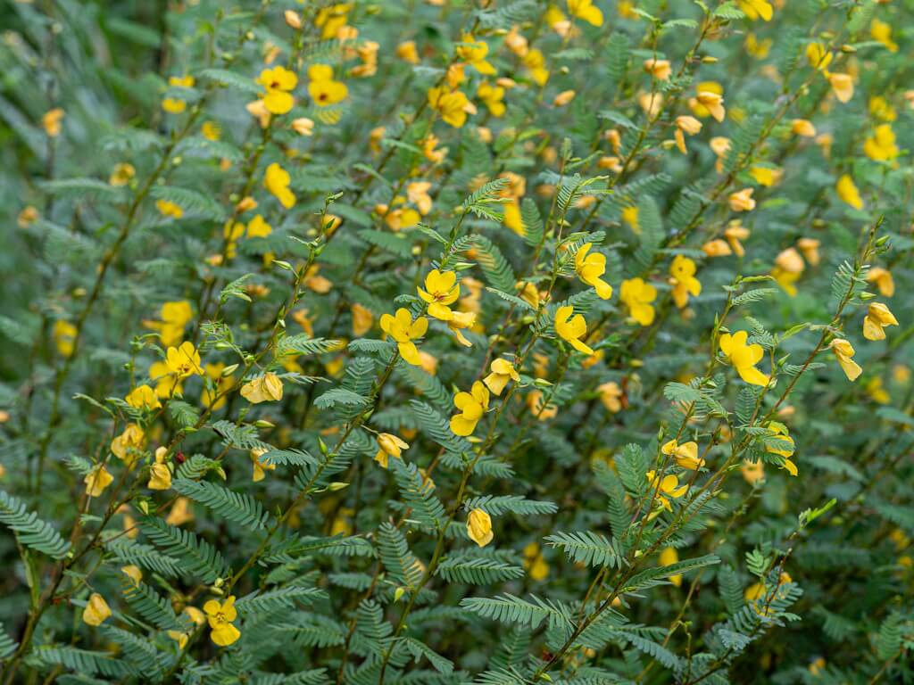 WILDFLOWER WONDER Native Perennial Pollinator Premium Wildflower Seed Mix - 8 oz seed pack