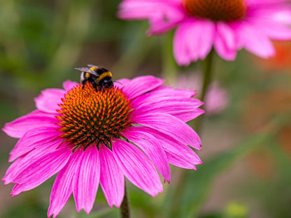 WILDFLOWER WONDER Native Perennial Pollinator Premium Wildflower Seed Mix - 8 oz seed pack