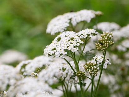 WILDFLOWER WONDER Native Perennial Pollinator Premium Wildflower Seed Mix - 8 oz seed pack