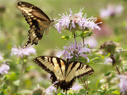 WILDFLOWER WONDER Native Perennial Pollinator Premium Wildflower Seed Mix - 8 oz seed pack