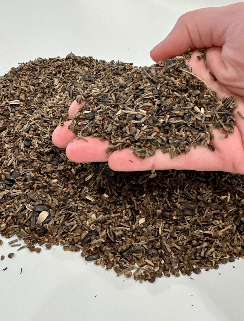 black wildflower seeds Native Perennial Pollinator Wildflower Seed Mix, 8 oz, Covers 1,000 sq – Honey and Hatch