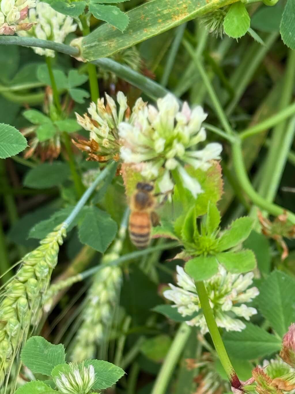 Beekeeper's Blossom Premium Clover Seed Mixture for Bee Nutrition and Hive Health