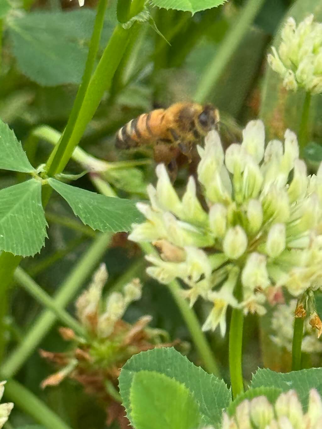 Beekeeper's Blossom Premium Clover Seed Mixture for Bee Nutrition and Hive Health