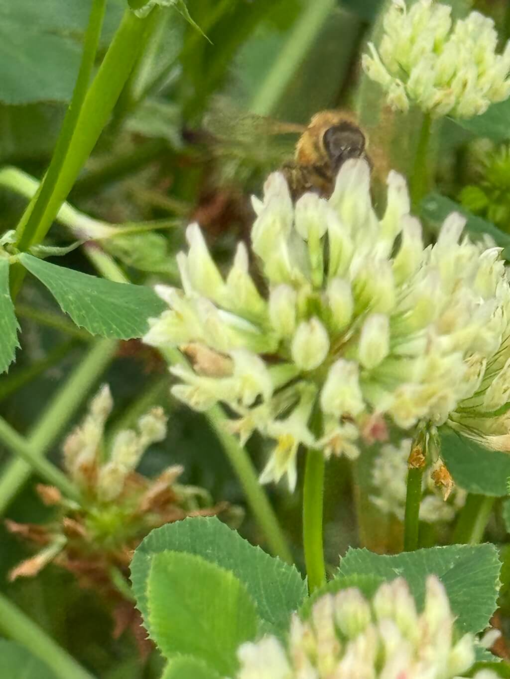 Beekeeper's Blossom Premium Clover Seed Mixture for Bee Nutrition and Hive Health