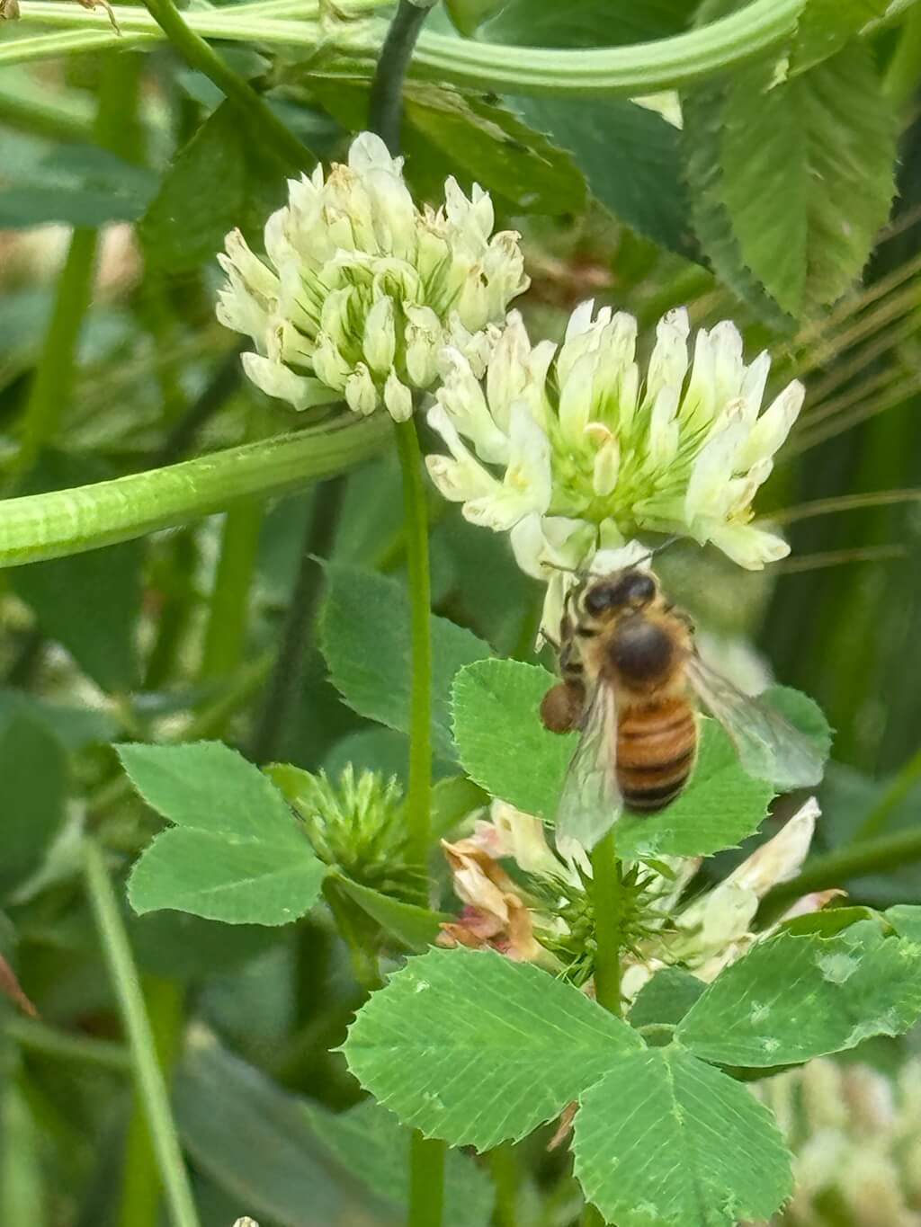Beekeeper's Blossom Premium Clover Seed Mixture for Bee Nutrition and Hive Health