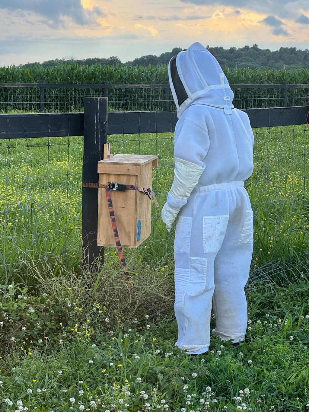 Beekeeper's Blossom Premium Clover Seed Mixture for Bee Nutrition and Hive Health