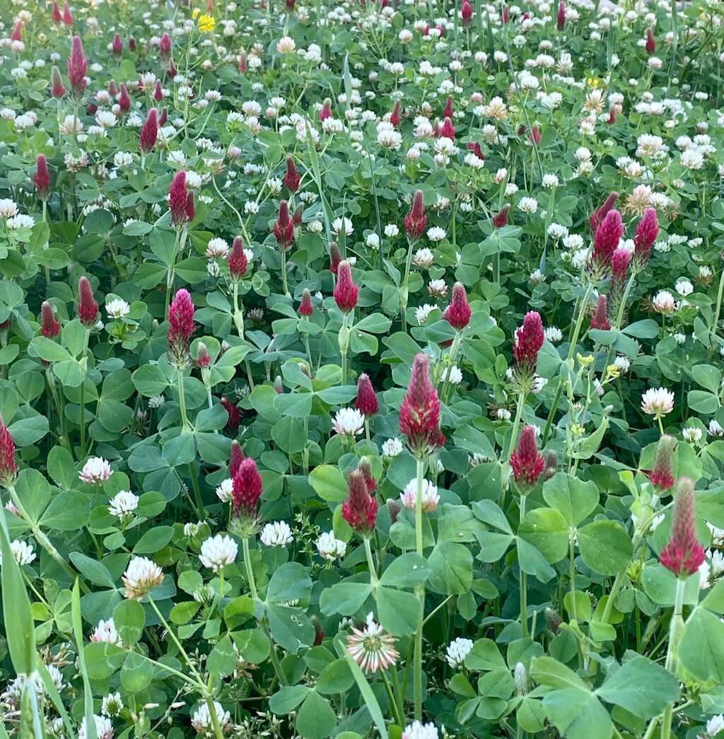 Beekeeper's Blossom Premium Clover Seed Mixture for Bee Nutrition and Hive Health