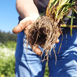 lonestar ryegrass
